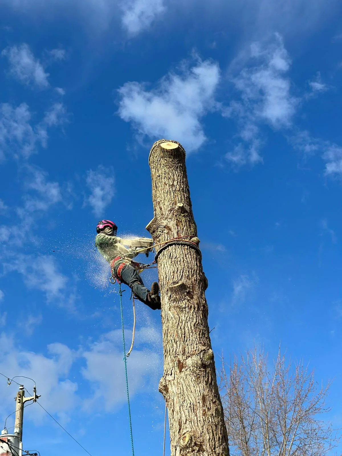 PR Tree Service gallery 8