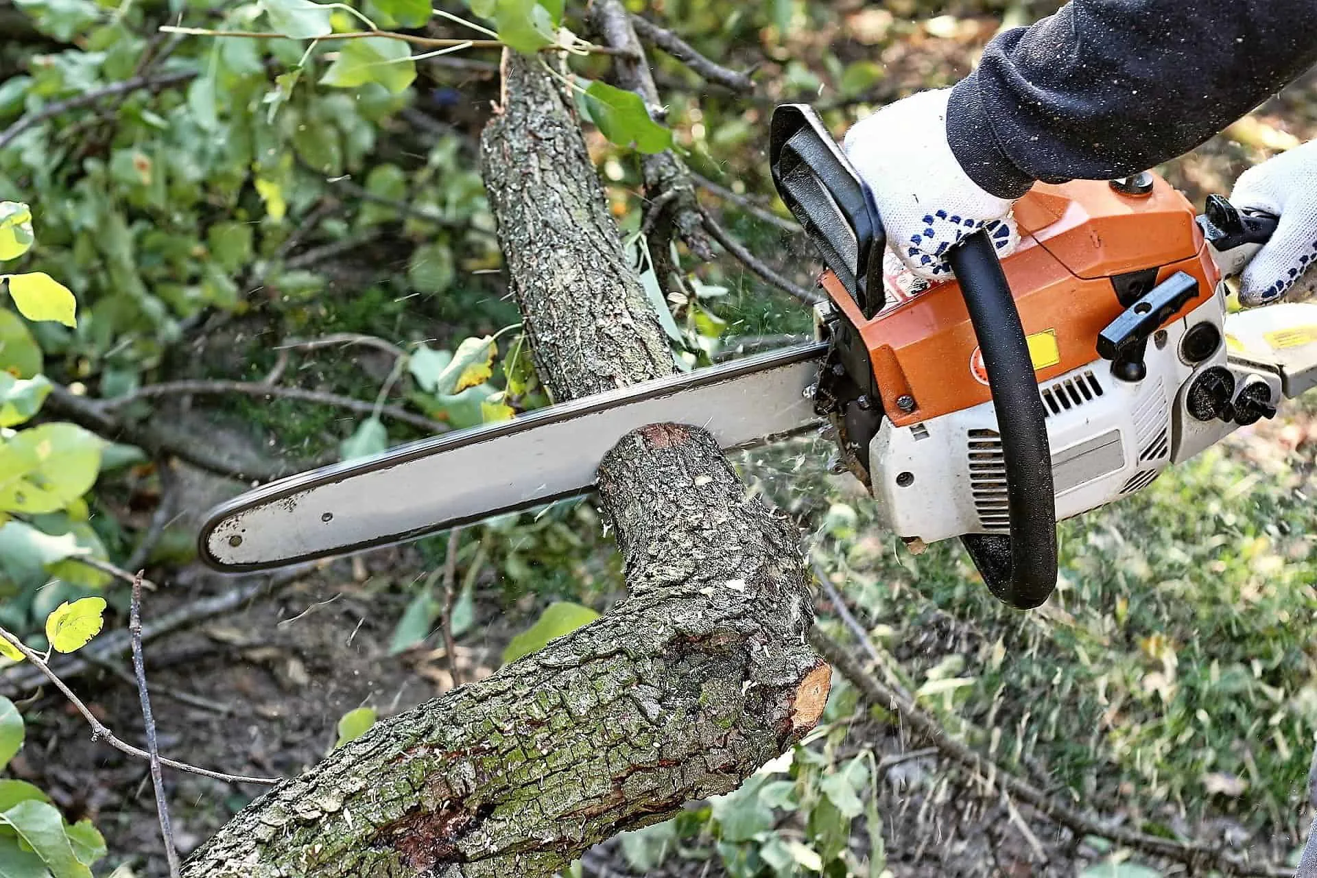 Precision Arborcare llc gallery 5
