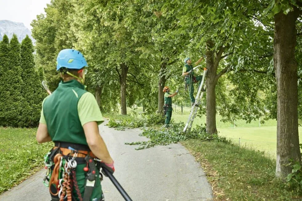 Precision Arborcare llc gallery 6