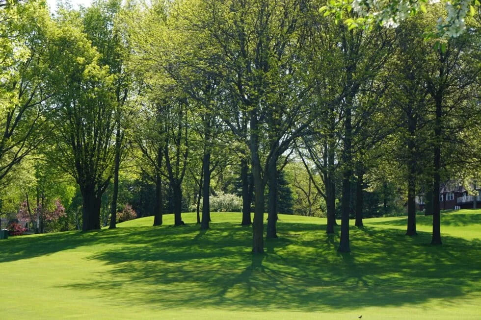 Precision Arborcare llc gallery 7