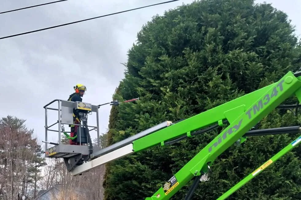 Precision Arborcare llc gallery 8