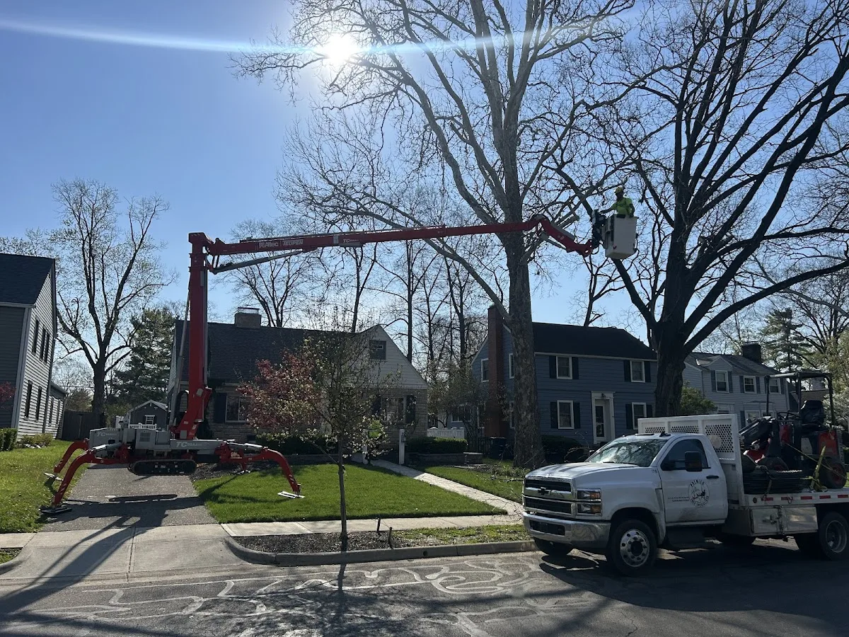 Premier Tree Specialists gallery 4