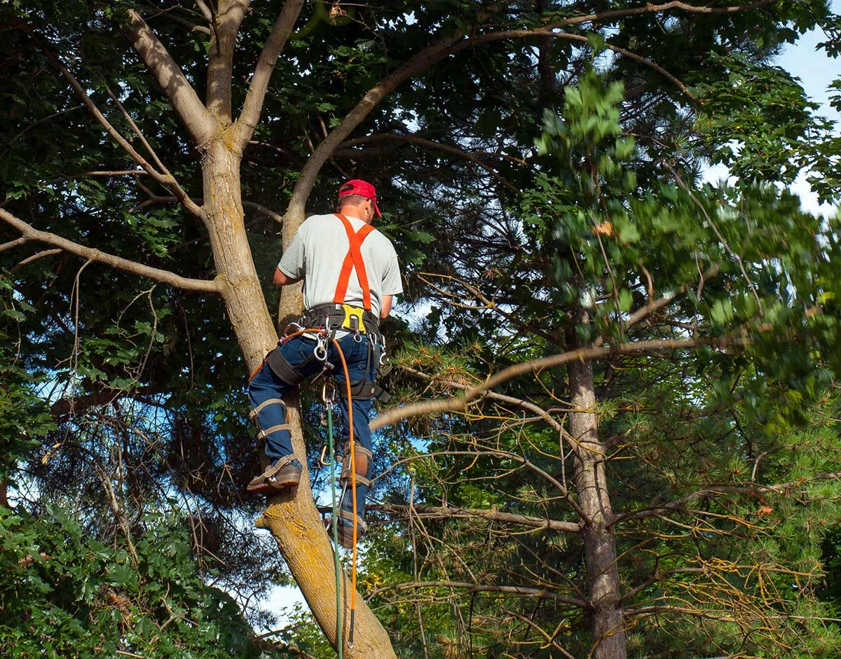 Premier Tree Specialists gallery 5