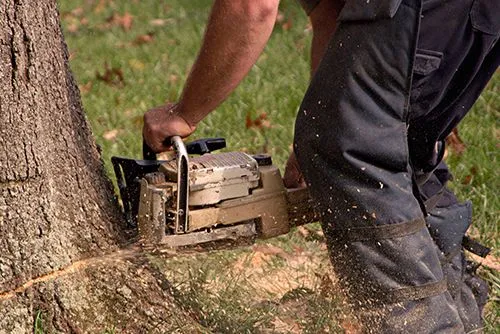 Premier Tree Specialists gallery 6