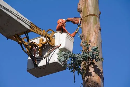 Premier Tree Specialists gallery 7