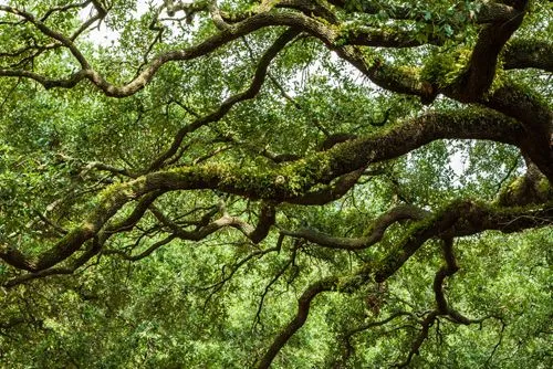 Premier Tree Specialists gallery 8