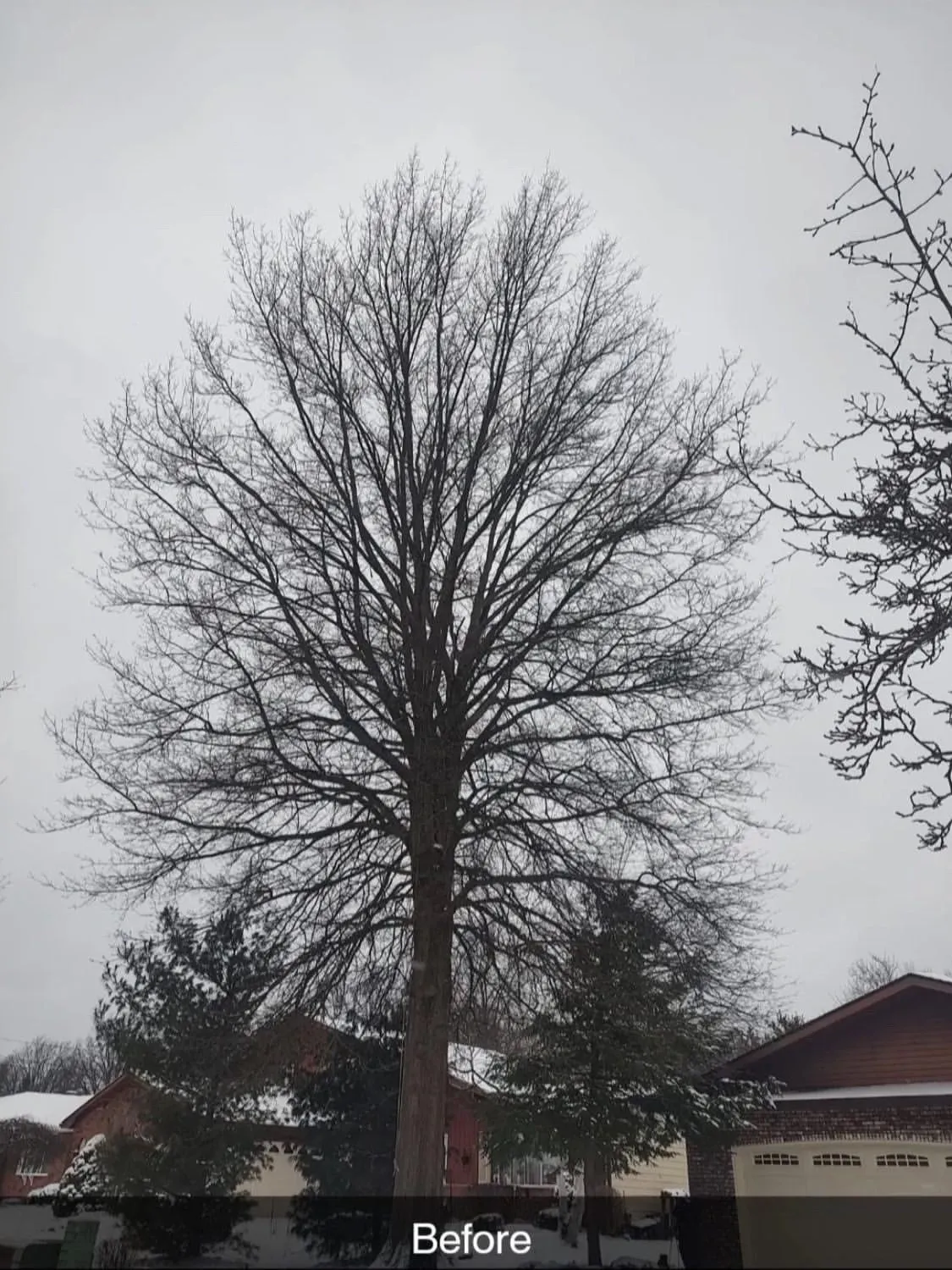 Premier Tree Specialists gallery 4