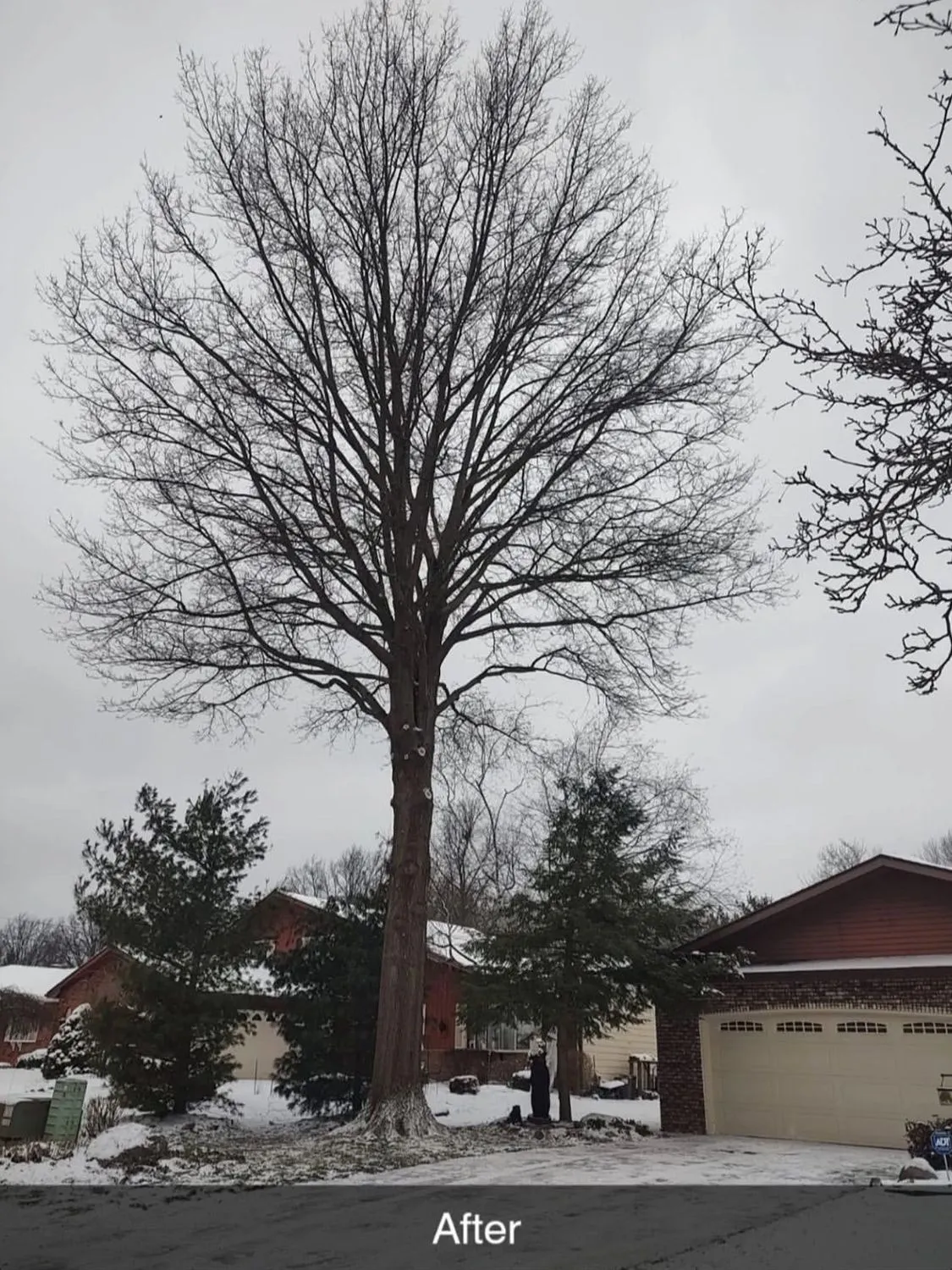Premier Tree Specialists gallery 5