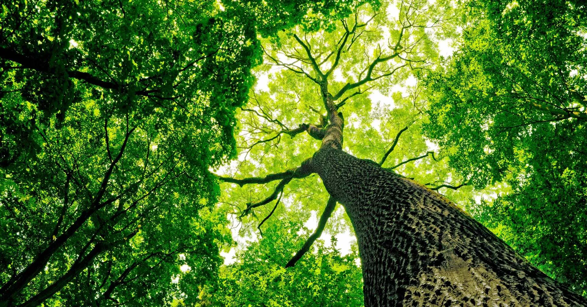 Premier Tree Specialists gallery 7