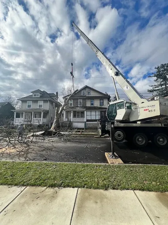 Prestige Tree Service gallery 2