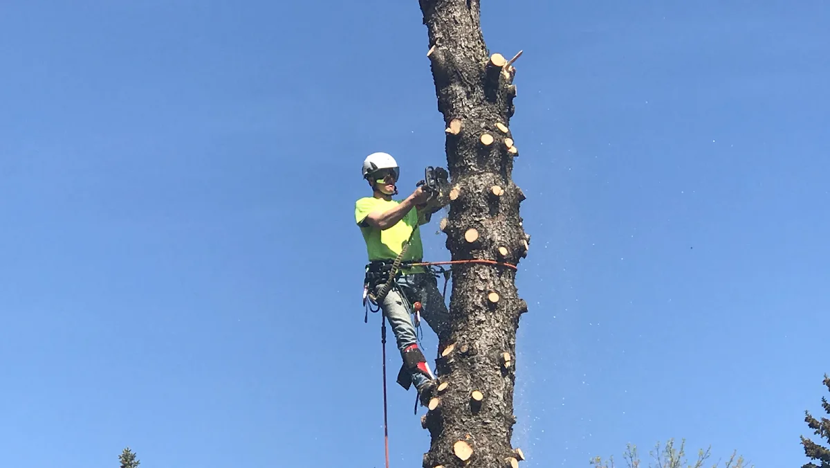 Primo Tree Experts, LLC