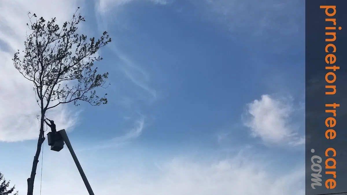Princeton Tree Care