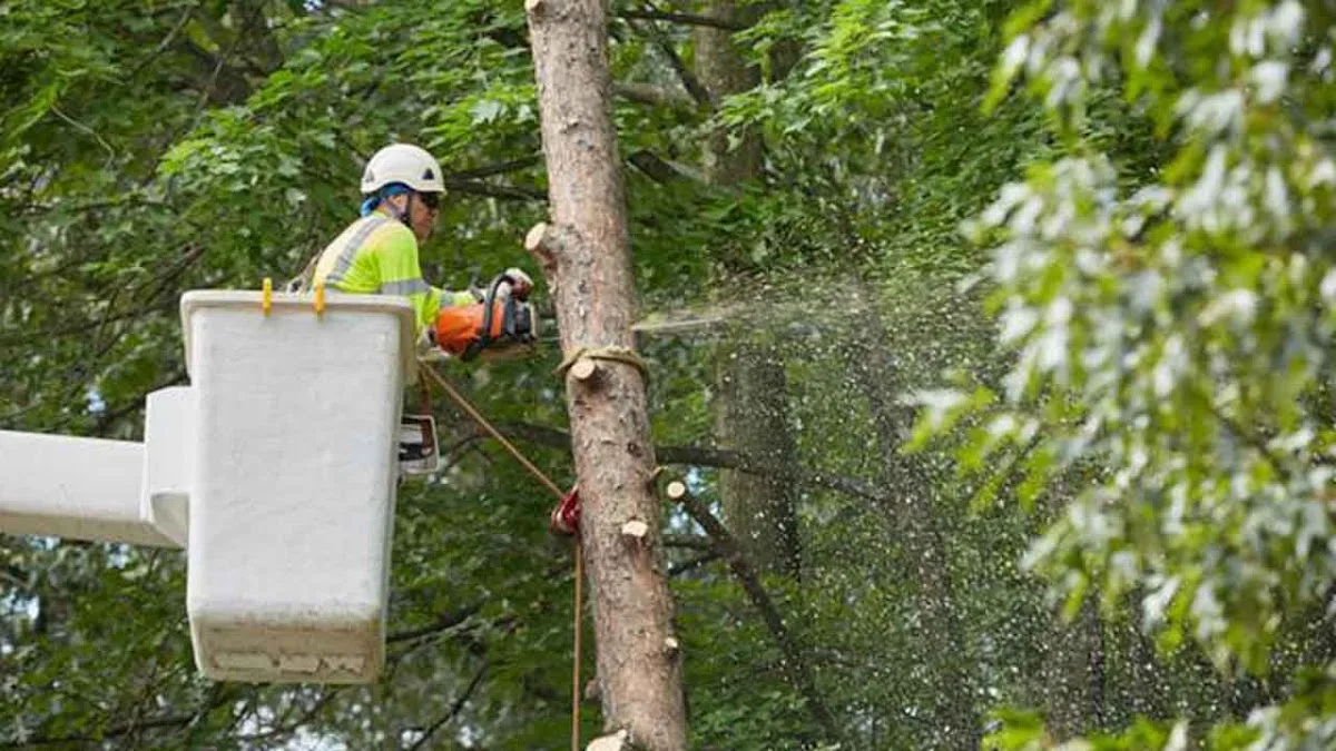 Progressive Discount Tree Service