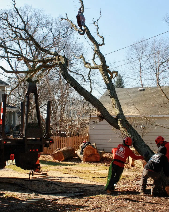 Progressive Tree Service