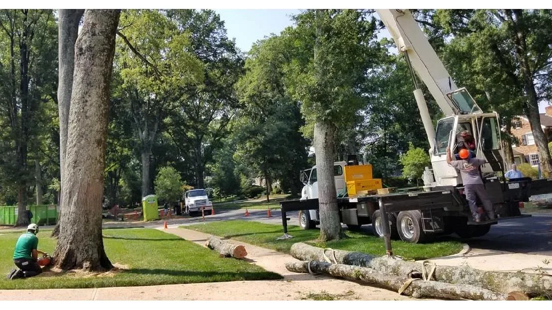 Queen City Tree Service gallery 2