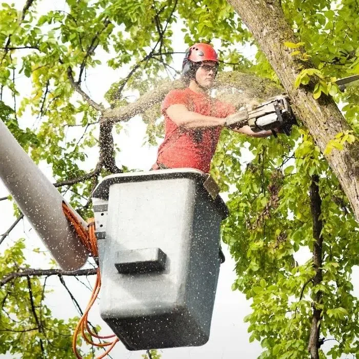 Queen City Tree Service gallery 4