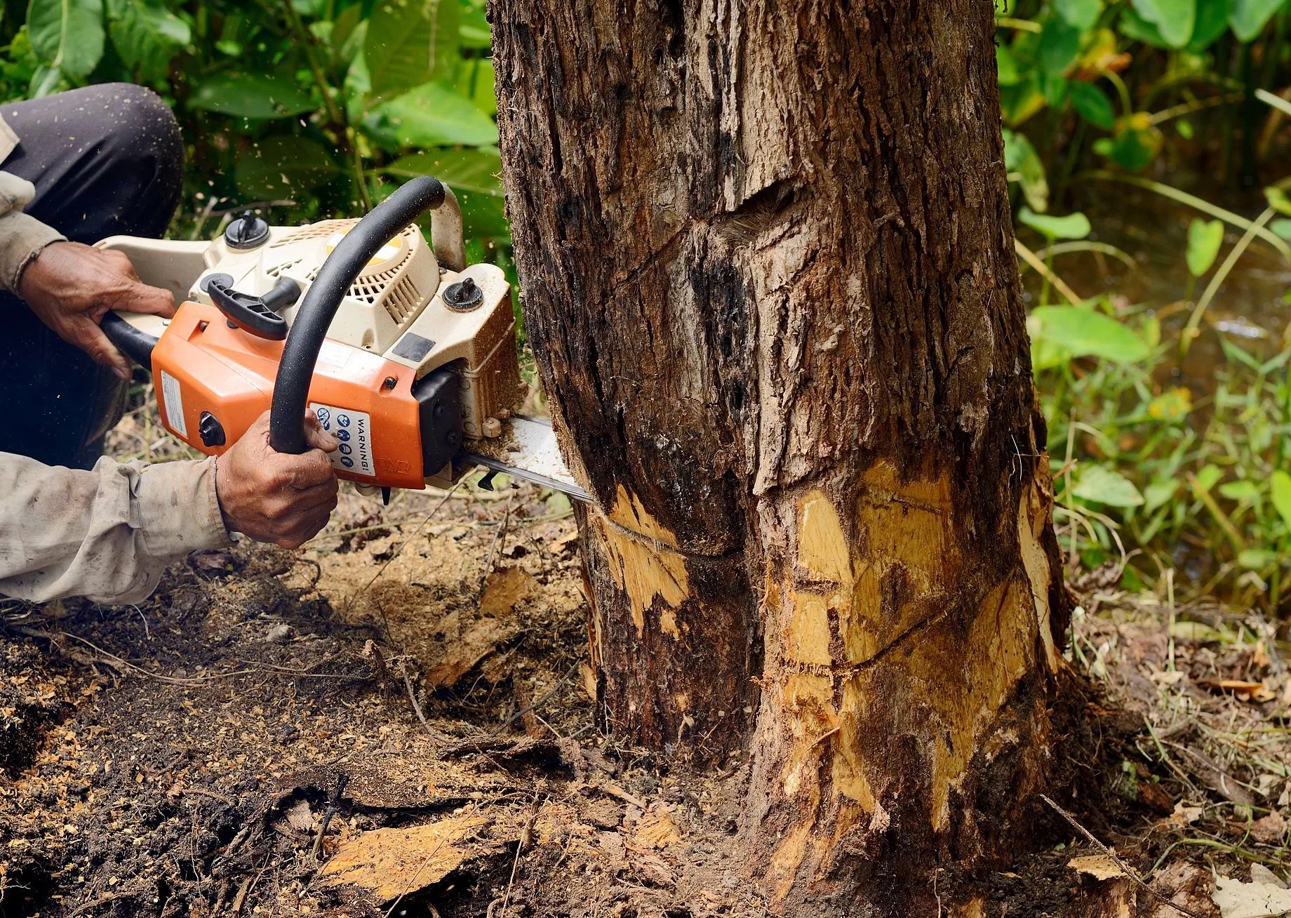 Queen City Tree Service gallery 5