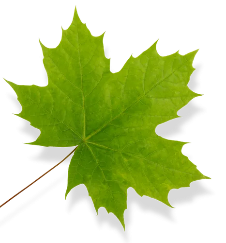 Queen City Tree Service gallery 6
