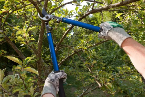 R&G Tree Service gallery 7