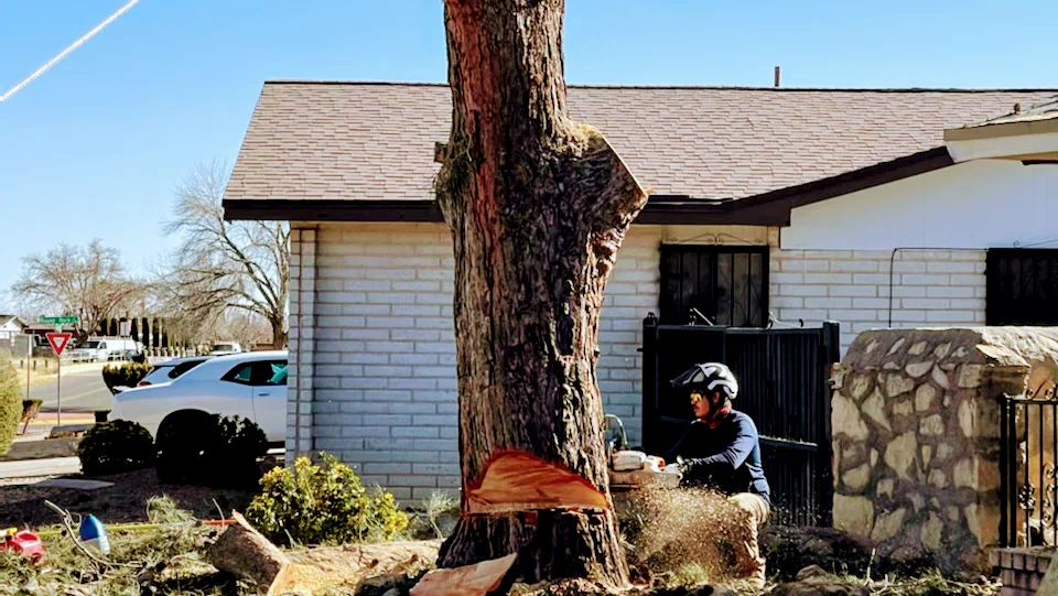 R&M tree service