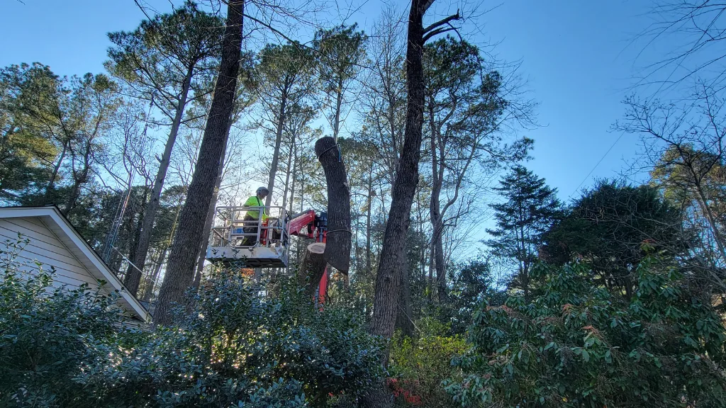Raleigh Tree Service gallery 2
