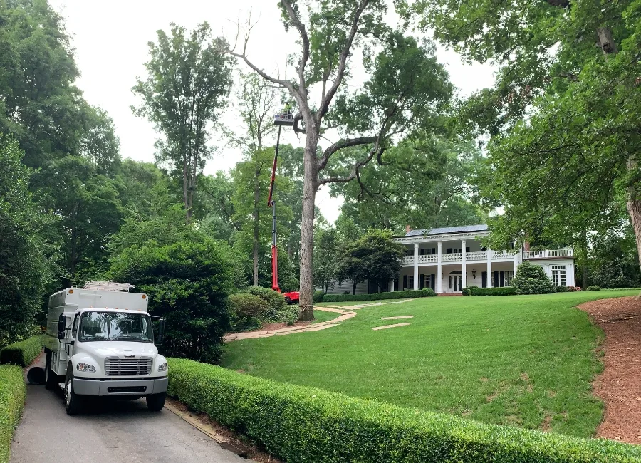 Raleigh Tree Service gallery 3