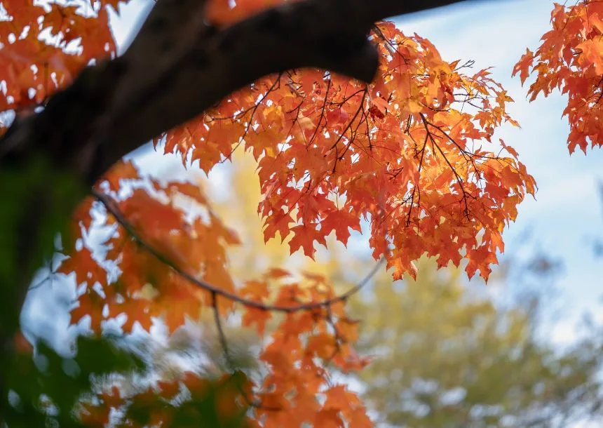 Raleigh Tree Service gallery 5