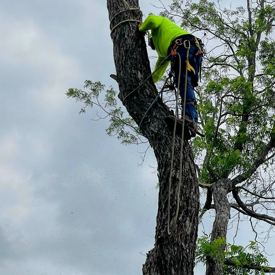 Ramirez Tree Service