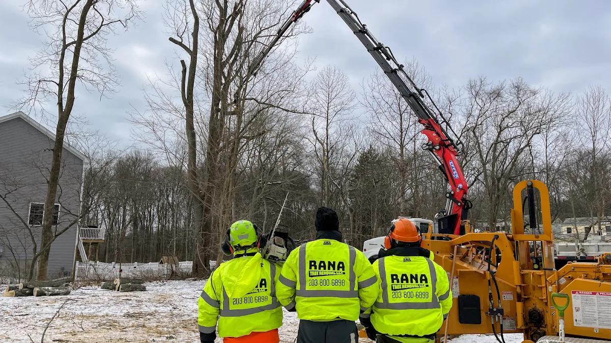 Rana Tree Removal LLC (Orange, CT) Decision Guide: Confirming Tree Removal and Cleanup Scope