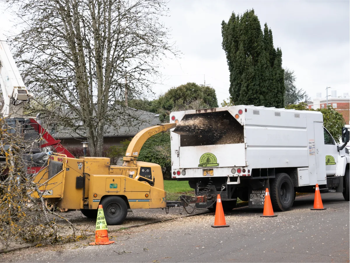 Rapid Tree Care
