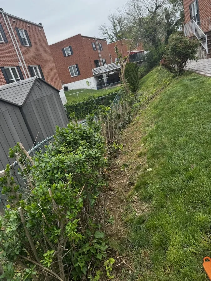 Rapid Tree Care gallery 2