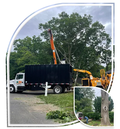 Rb Tree Services gallery 3