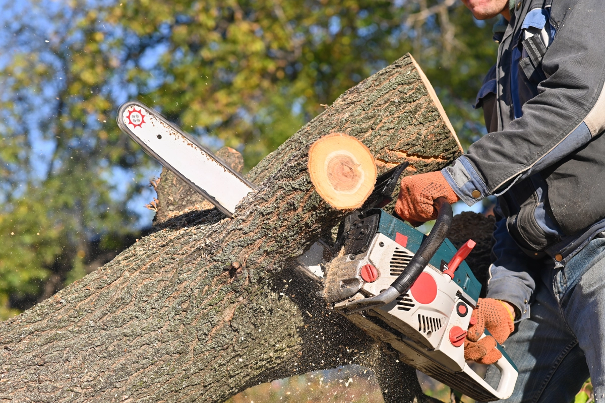 Rb Tree Services gallery 4