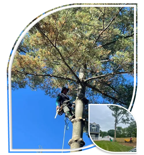 Rb Tree Services gallery 5