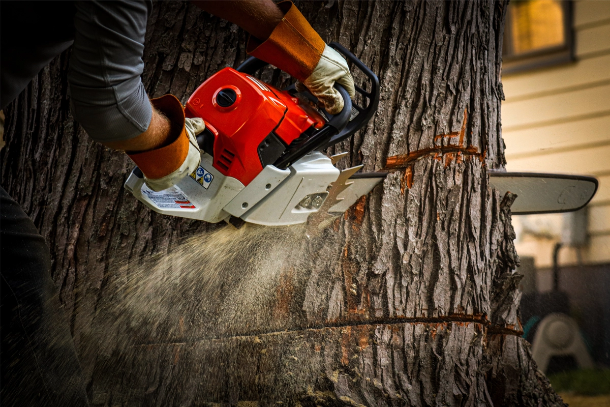 Rb Tree Services gallery 6