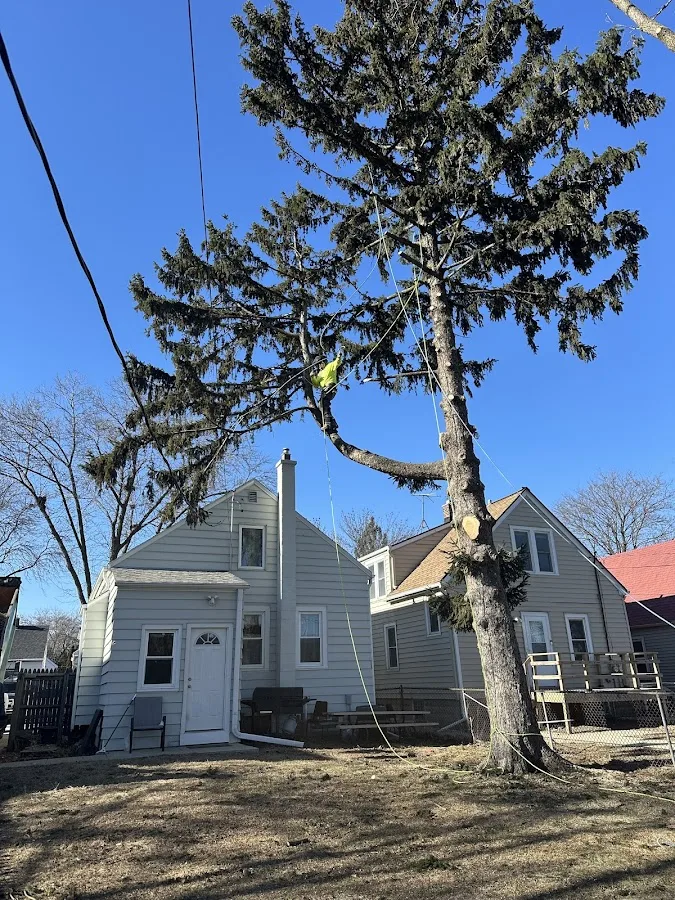 Rdgzmke Tree Removal