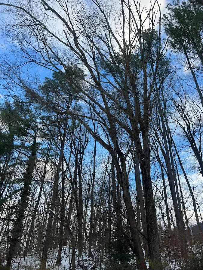 Red Oaks Tree Service work site