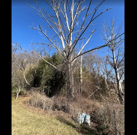 Red Oaks Tree Service gallery 2