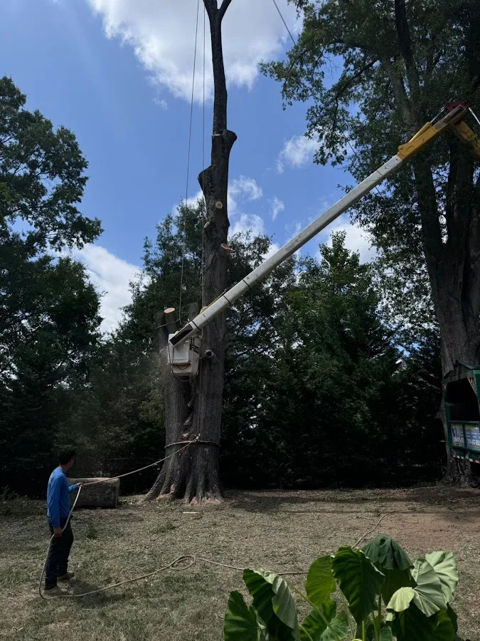Rene Tree Service LLC