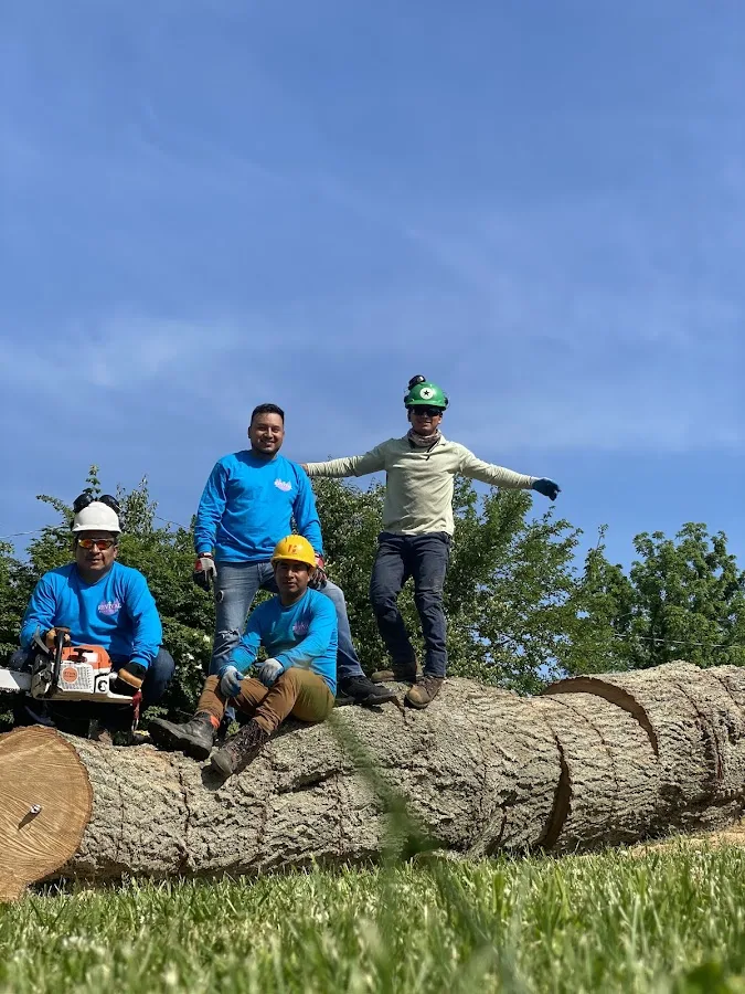 Revival Tree Care