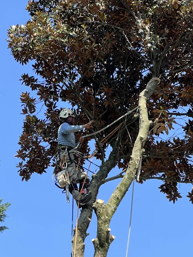 Richard's Tree Service