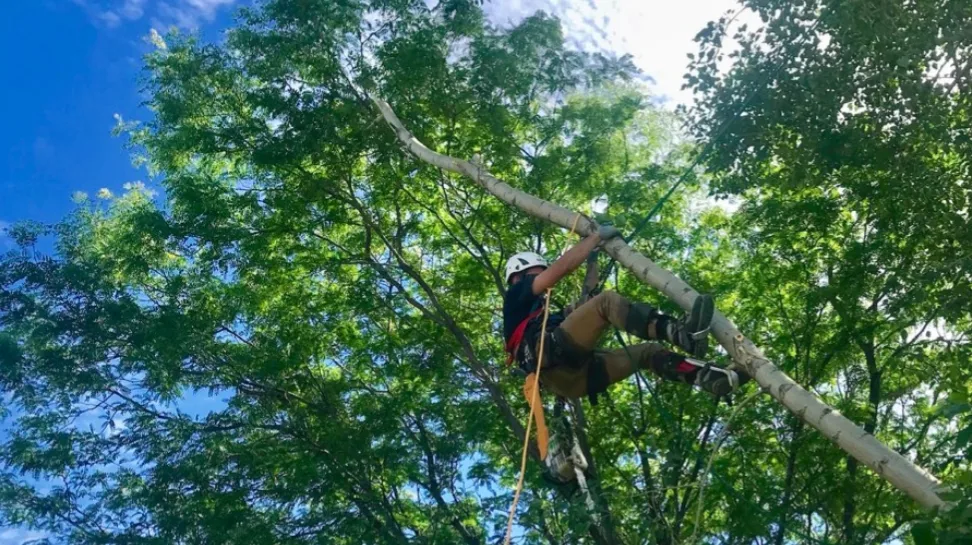 Rivendell Tree Experts work site