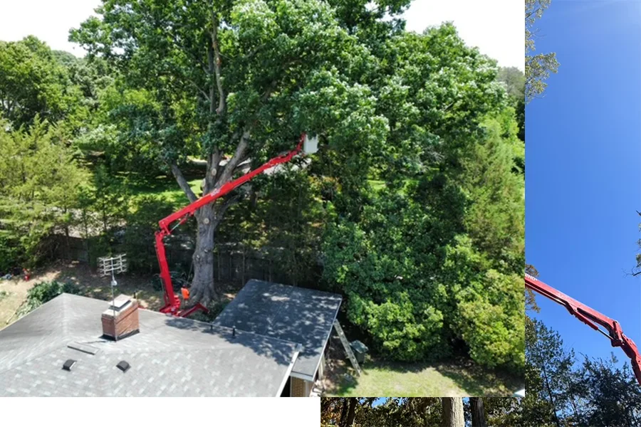 Rlayang Tree Service LLC gallery 3