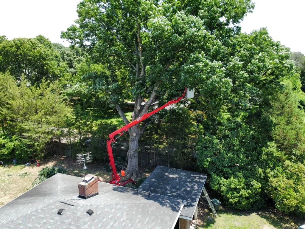 Rlayang Tree Service LLC gallery 5