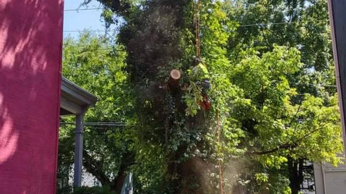 Rojas Chops Tree Service LLC gallery 2