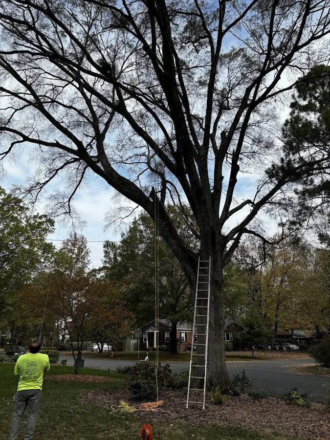 Ruben Tree services gallery 2