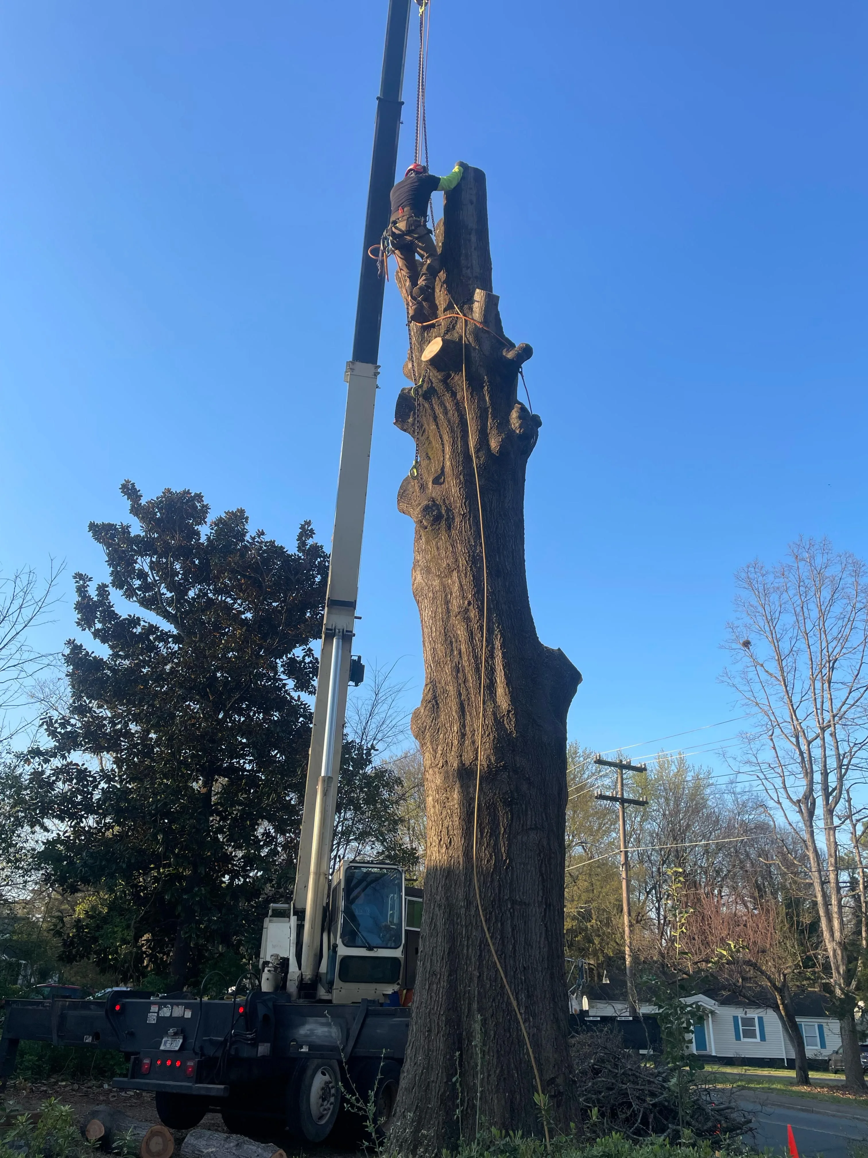 Ruben Tree services gallery 3