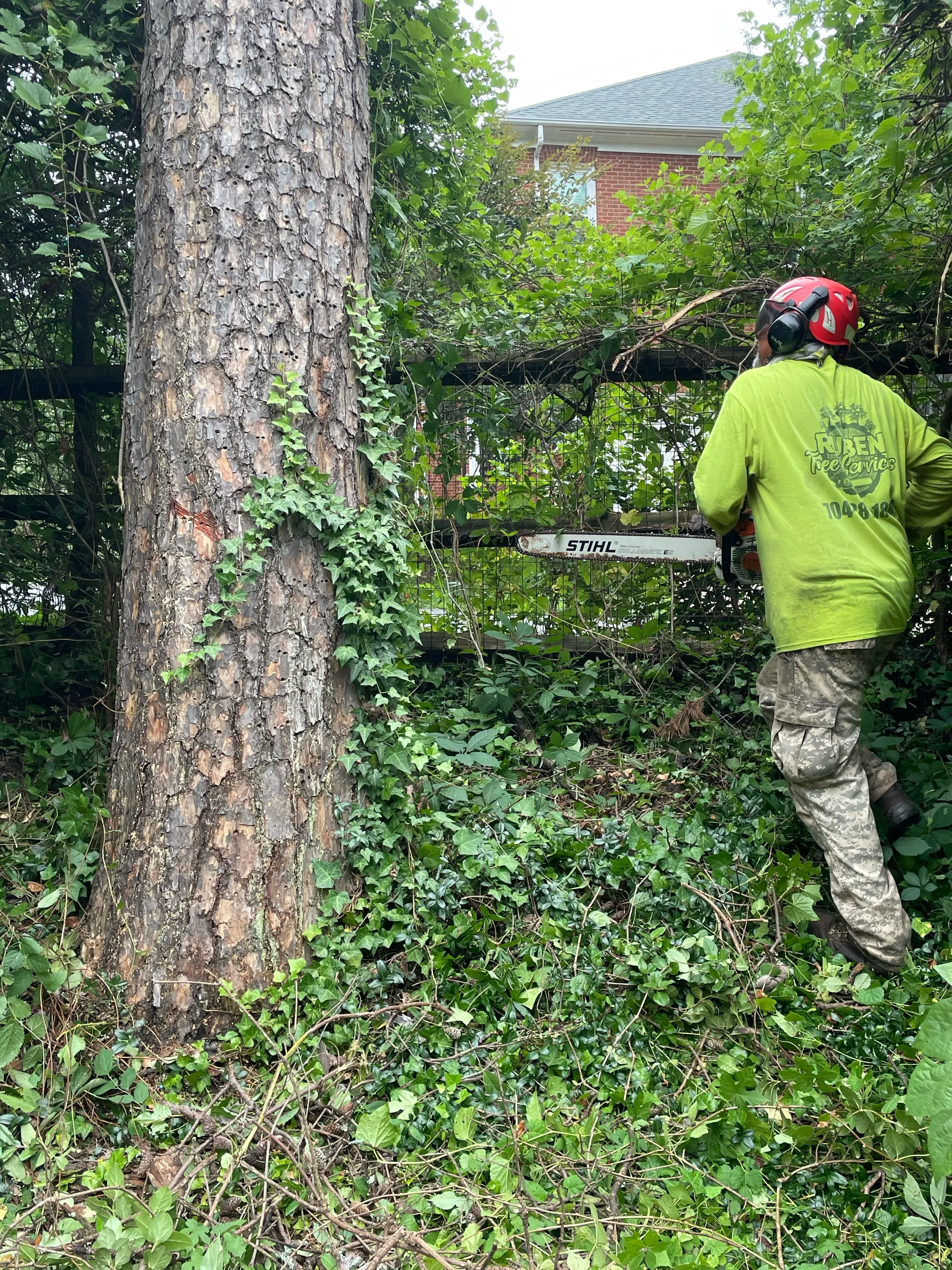 Ruben Tree services gallery 4
