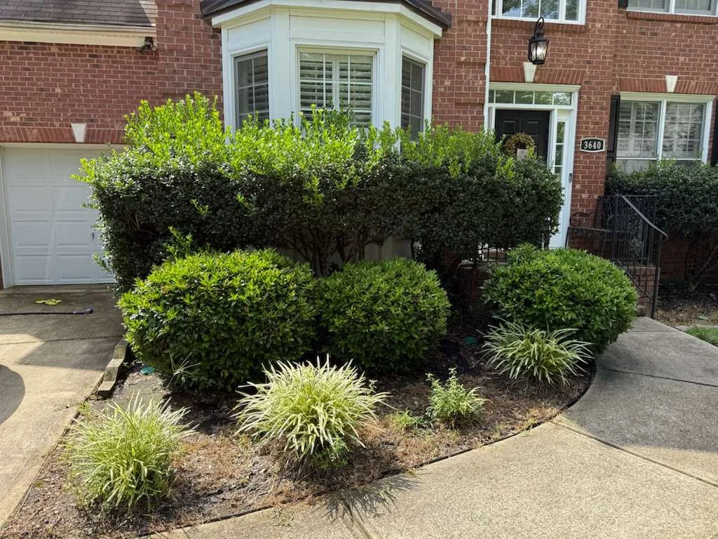 Ruben Tree services gallery 5