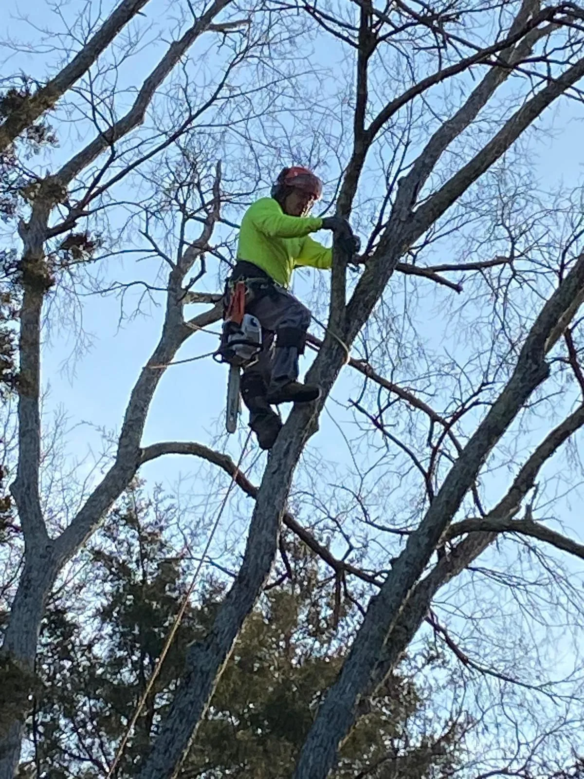 Ruben Tree services gallery 6